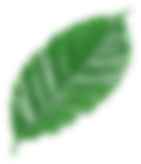 black leaf 1