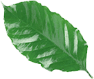 black leaf 2