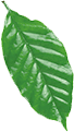 black leaf 3