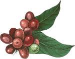 slider leafs