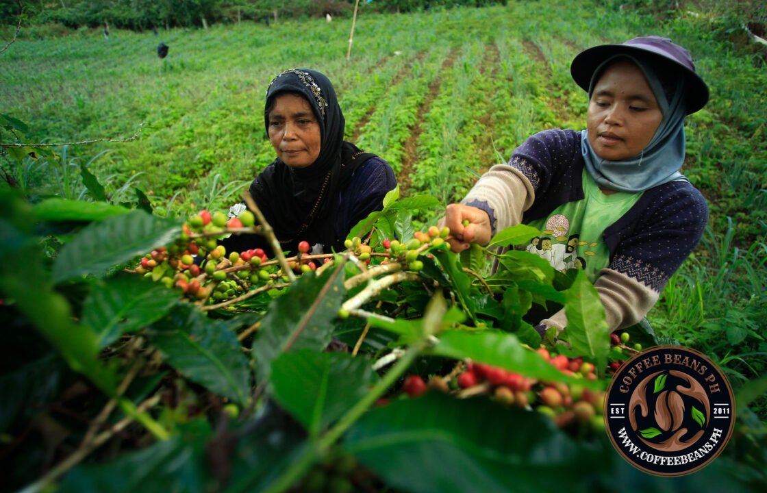 Philippine Culture Archives Coffee Beans Ph Home Of Philippines