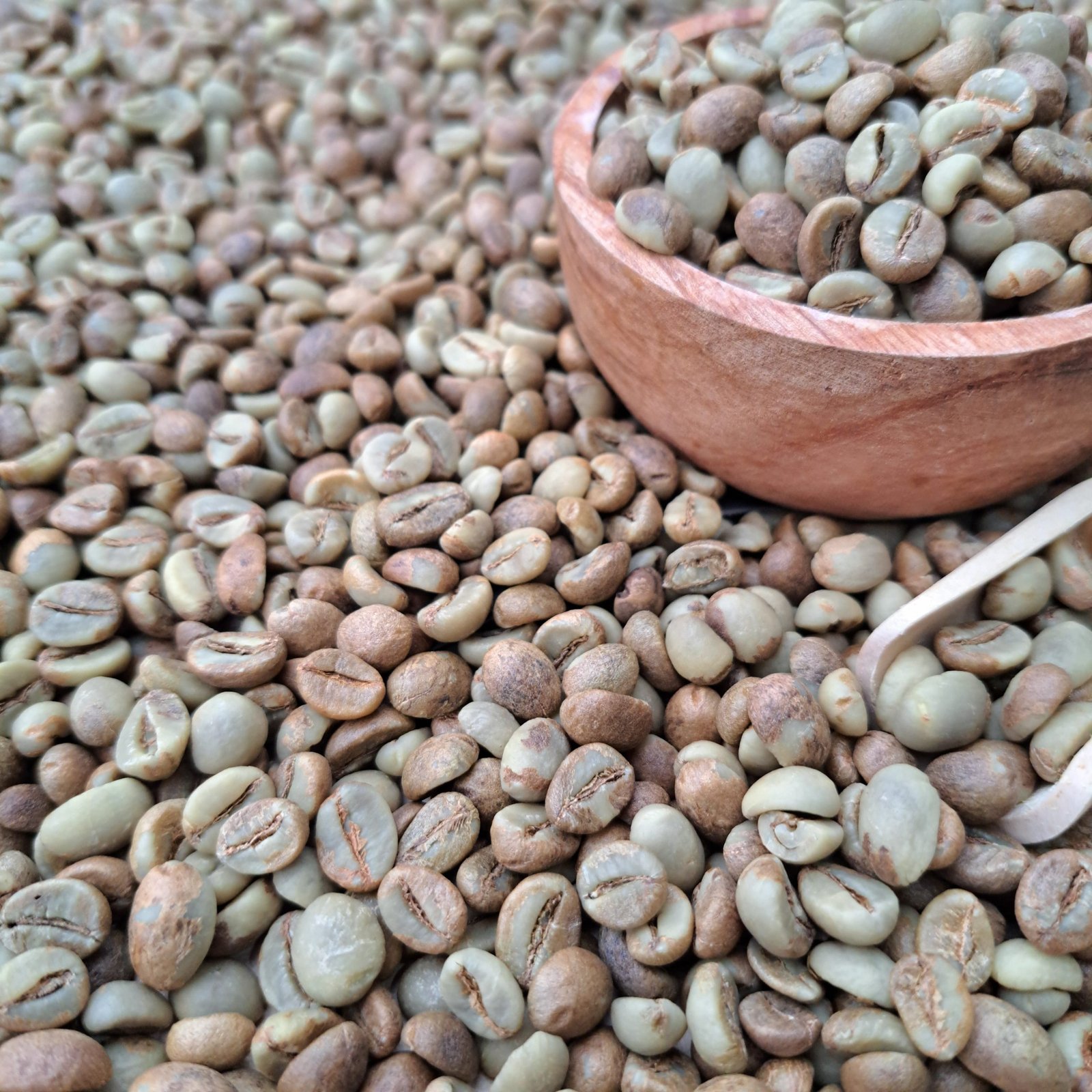 Wholesale 3kgs Robusta Green Coffee Beans Raw GCB S18 Clean Washed - Image 6