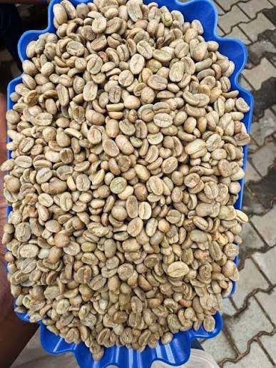 Robusta Green Coffee Beans Raw GCB S18 Clean Washed - Image 2