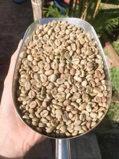 Robusta Green Coffee Beans Raw GCB S18 Clean Washed - Image 3