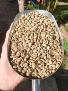Sagada Arabica Beans