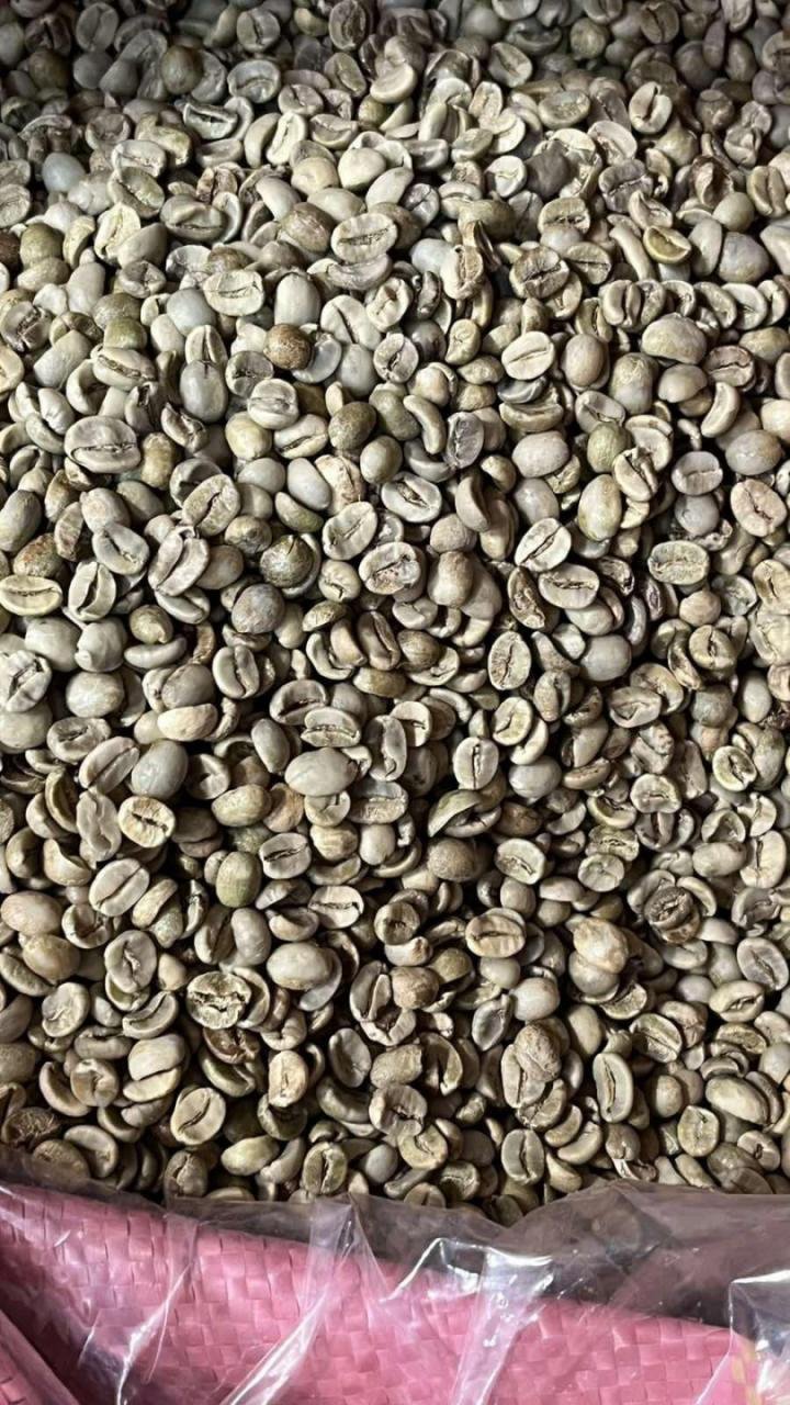 Robusta Green Coffee Beans Raw GCB S18 Clean Washed - Image 5