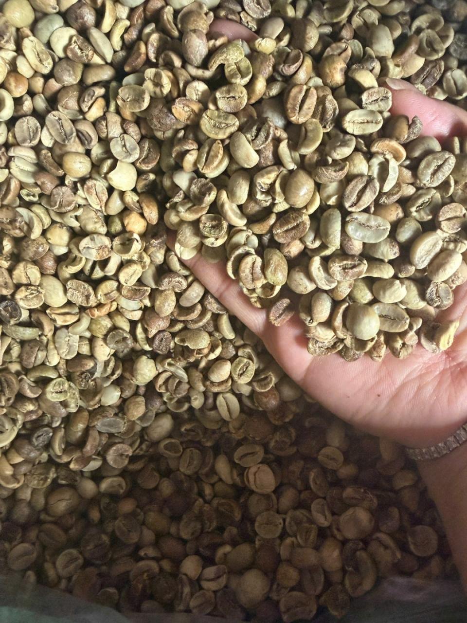 Robusta Green Coffee Beans Raw GCB S18 Clean Washed - Image 6