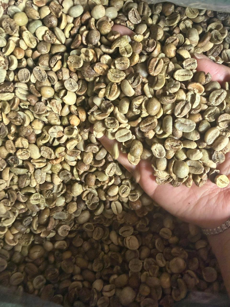 Robusta Green Coffee Beans Raw GCB S18 Clean Washed - Image 7