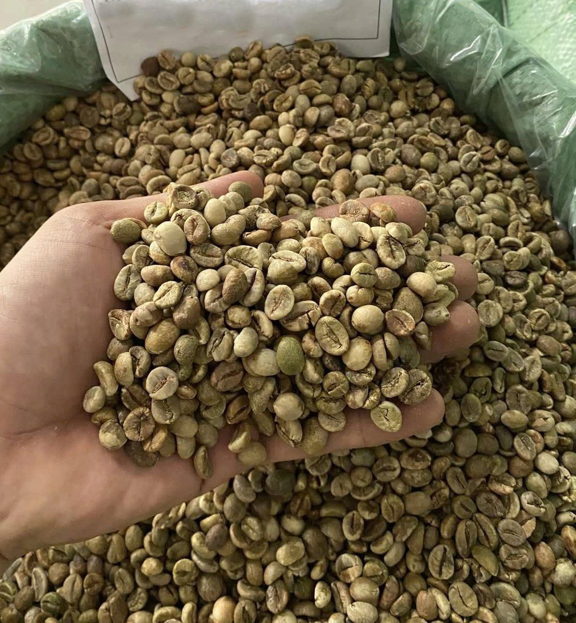 Wholesale 3kgs Robusta Green Coffee Beans Raw GCB S18 Clean Washed - Image 3