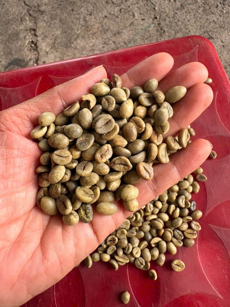 Wholesale 3kgs Robusta Green Coffee Beans Raw GCB S18 Clean Washed - Image 2